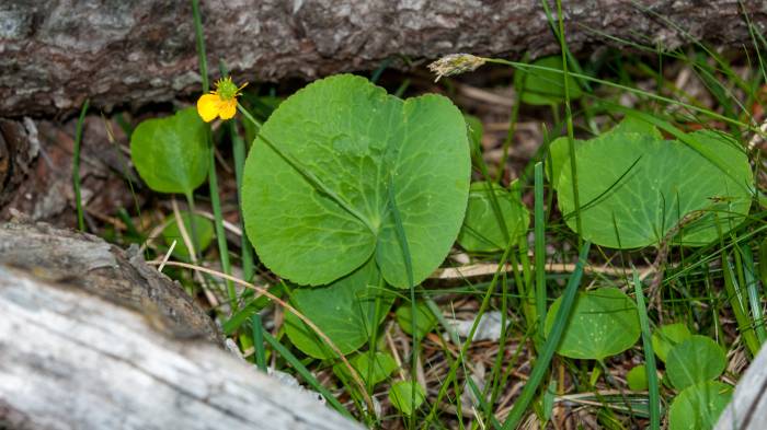 Schildblättriger Hahnenfuss, auch Gift-Hahnenfuss (Ranunculus thora).