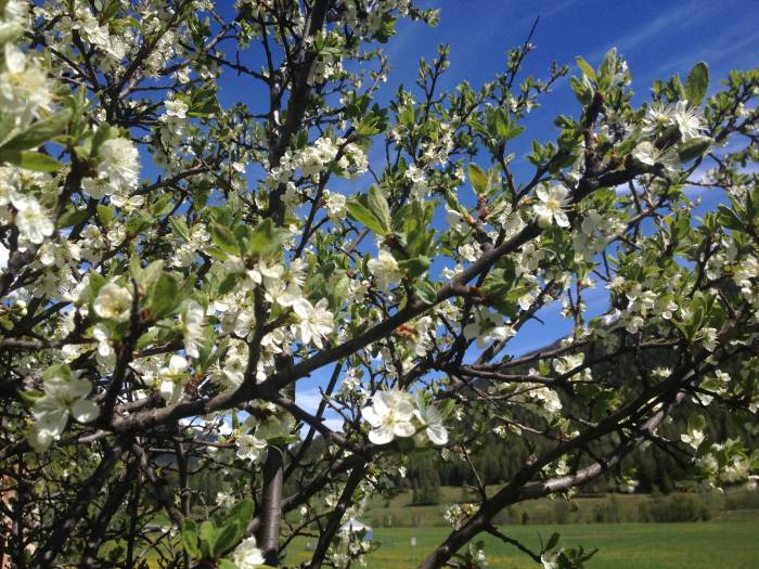 Blüte der Wildpflaume – Prunus domestica ssp. insititia die zahlreichen Insekten Lebensraum bietet 