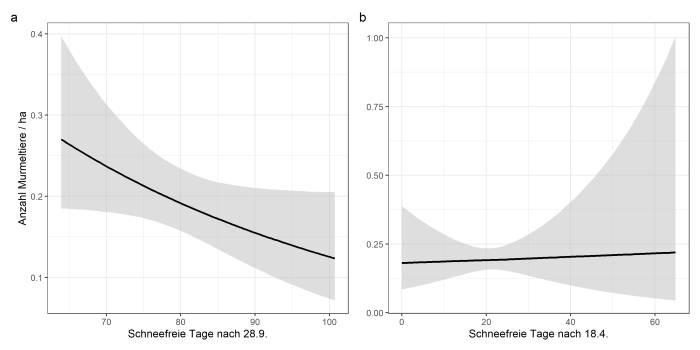 Abb. 2a: In Regionen, in welchen sich die Schneedecke bald nach Anbruch des Winterschlafs (28. 9.) schliesst, kommen durchschnittlich mehr Murmeltiere vor. Abb. 2b: Wie lange der Schnee nach Winterschlaf-Ende (18. 4.) liegenbleibt, hat keinen Einfluss auf die Anzahl Murmeltiere. 