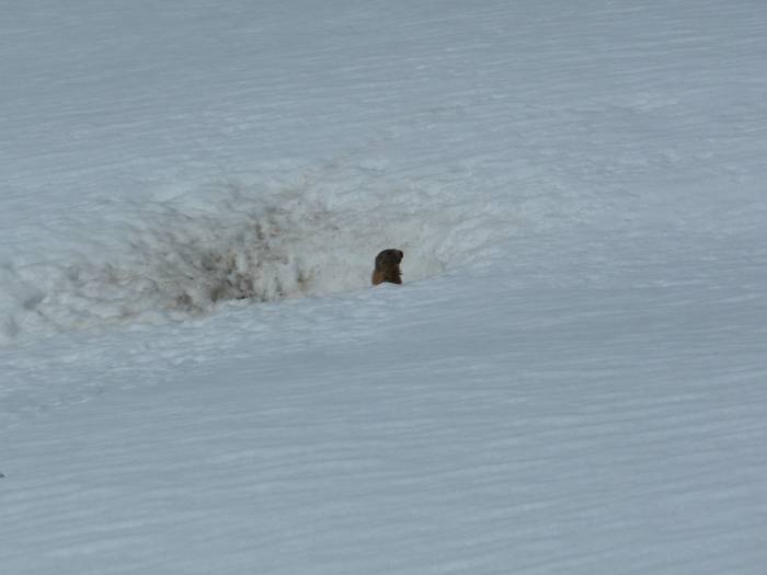 Noch wird der Schnee eine Zeit lang liegenbleiben, doch die Murmeltiere im Nationalpark stört das nicht. Viel wichtiger ist, wann sich im Herbst eine geschlossene Schneedecke bildet. 
