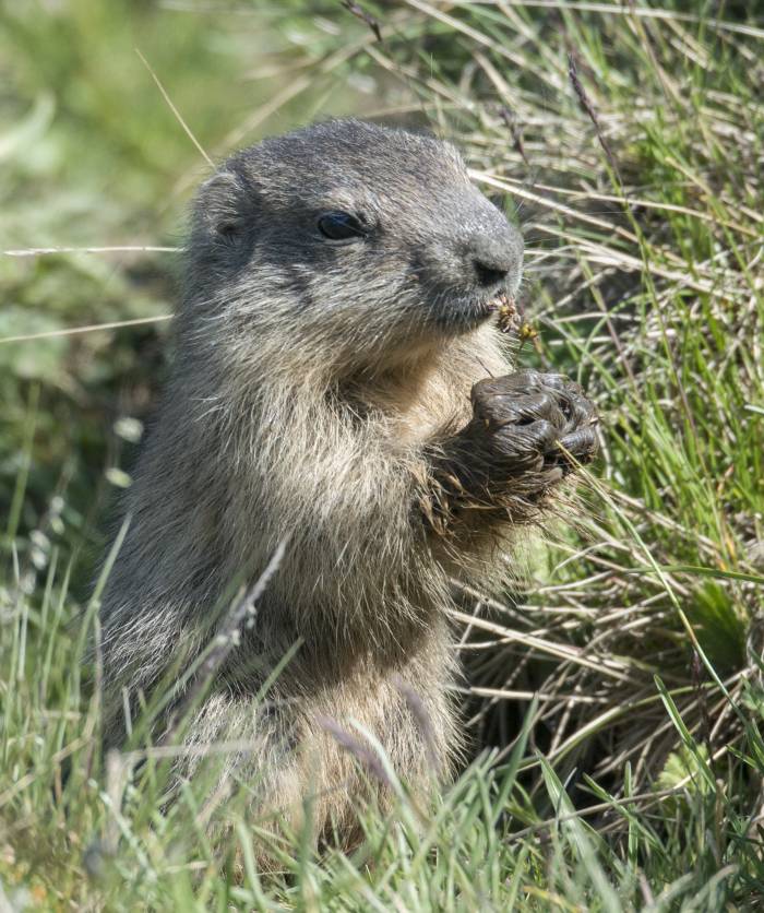 Junge Murmeltiere müssen möglichst viel fressen, bevor der Winter kommt. Nährstoffreiche Pflanzenteile, wie Blüten, gelten dabei als Delikatesse. 