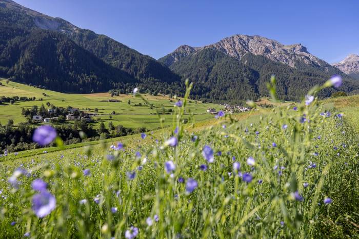 Seit zwei Jahren wird im Val Müstair wieder Flachs angebaut und dieses Jahr findet die erste Brächete statt. 