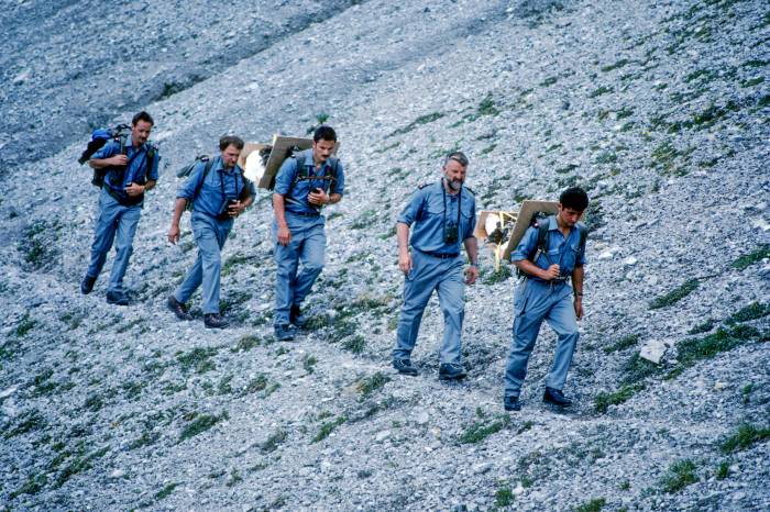 Parkwächter des Schweizerischen Nationalparks tragen junge Bartgeier zur Auswilderung in die Aussetzungsnische in der Val Stabelchod. Insgesamt 26 Junggeier konnten von 1991 bis 2007 im Park ausgewildert werden. 