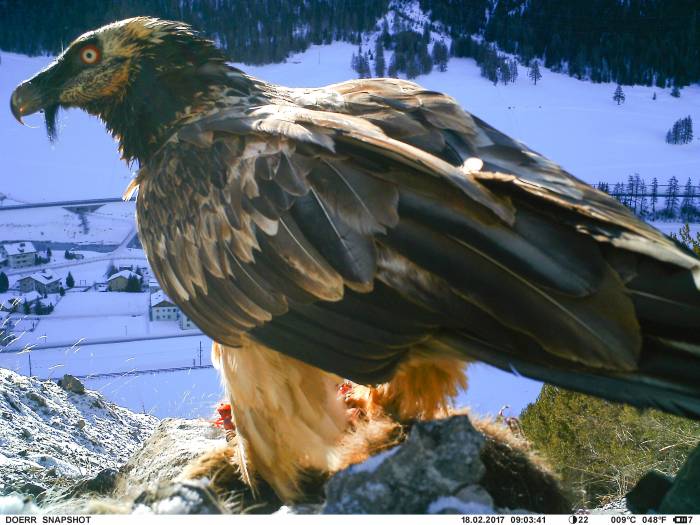 Bereits 16 Paare siedeln in Graubünden. Fünf davon haben ihr Territorium im Schweizerischen Nationalpark. Das Männchen des Brutpaars Trupchun – hier oberhalb S-chanf – zieht aktuell seinen dritten Jungvogel auf.